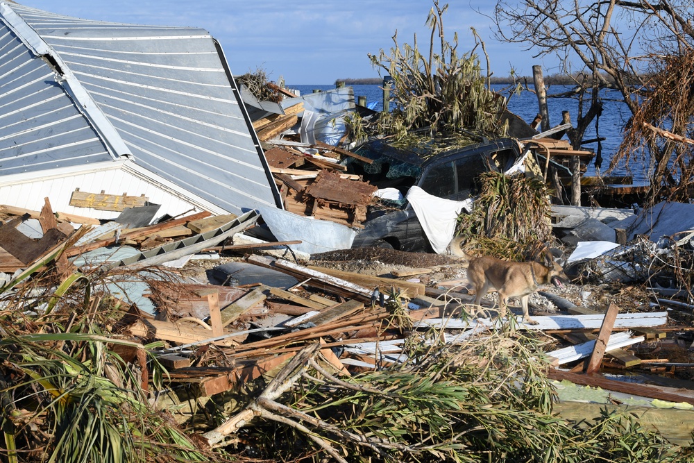 FEMA Search and Rescue Dogs Help With Searches