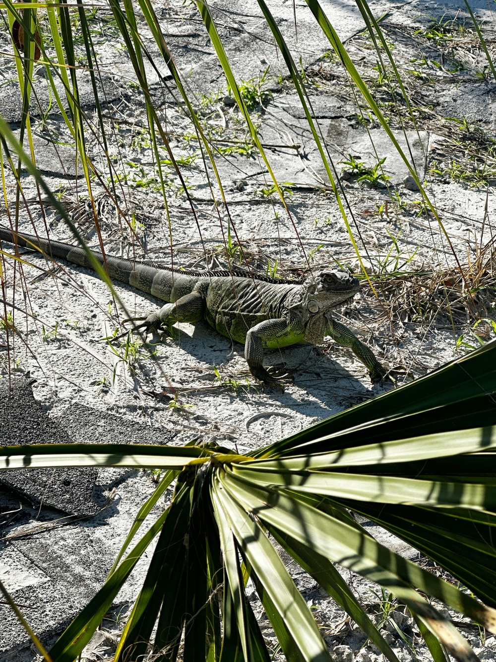 Iguanas Roam Freely Following Hurricane Ian