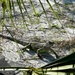 Iguanas Roam Freely Following Hurricane Ian