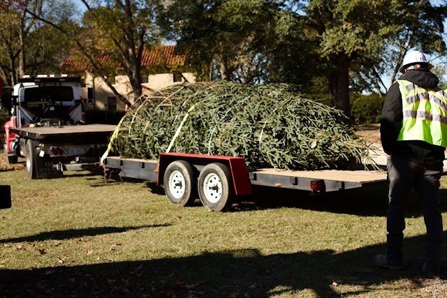 Holiday tree arrives at Fort Bragg signifying the start of season cheer