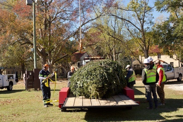 Holiday tree arrives at Fort Bragg signifying the start of season cheer