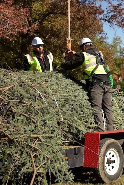 Holiday tree arrives at Fort Bragg signifying the start of season cheer