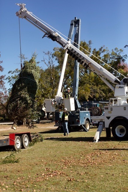 Holiday tree arrives at Fort Bragg signifying the start of season cheer