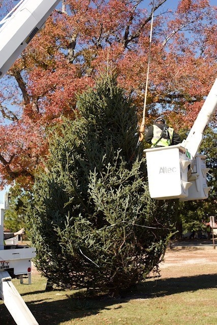 Holiday tree arrives at Fort Bragg signifying the start of season cheer