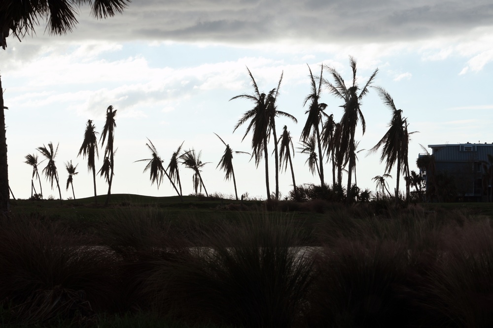 Palm Trees in the Path of Hurricane Ian Are Destroyed