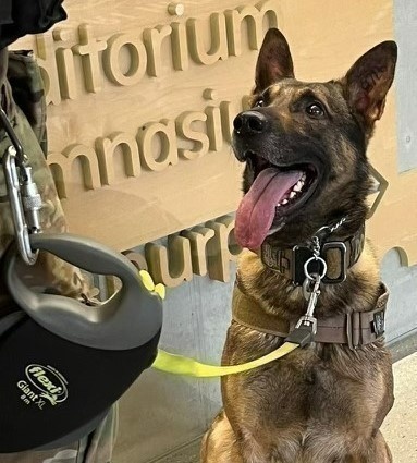 Young Dogs Teach New Tricks