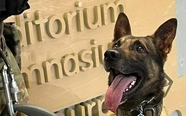 Young Dogs Teach New Tricks