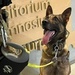 Young Dogs Teach New Tricks