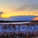 Snowy Sunset at Fort McCoy's Young Air Assault Strip