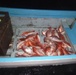 Coast Guard interdicts lancha crew, seizes 330 pounds of illegal fish off Texas coast