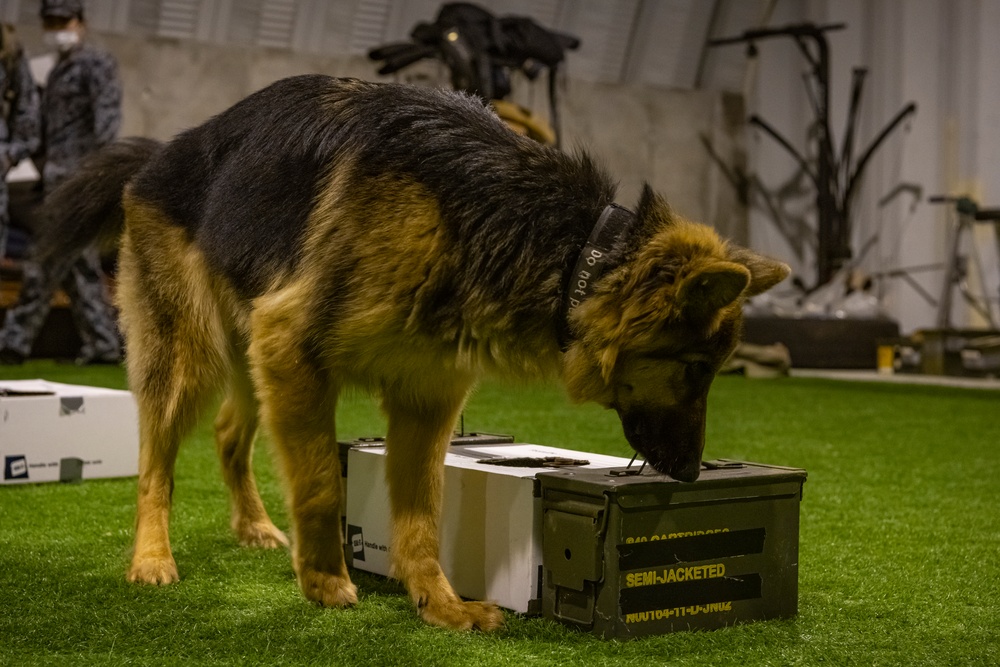 Bilateral MWD training