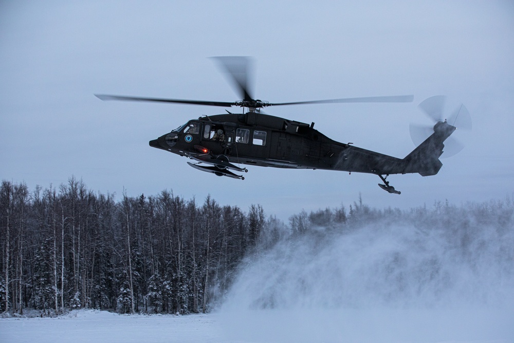 Arctic Birds in the North