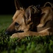 SSgt. Shanna McCarter and MWD Dina