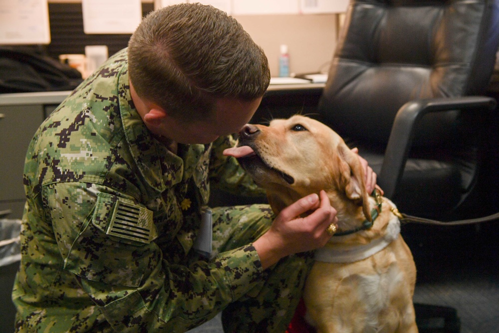 how many dogs can you have in military housing