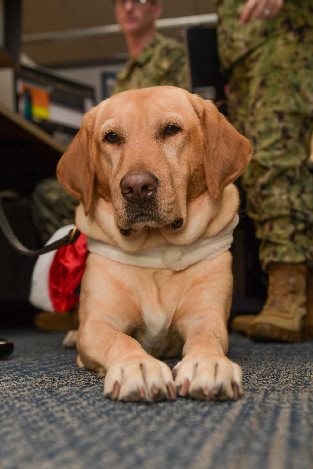 Therapy Dog Visits SURFLANT Personnel