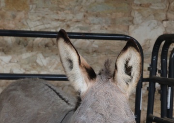 Deuce hangs with Vangjel