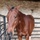 Chief's horse out due to injury