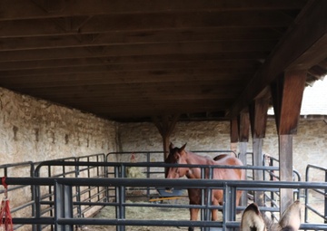 Stablemates and battle buddies