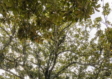Naval Air Station Pensacola Remembrance Day
