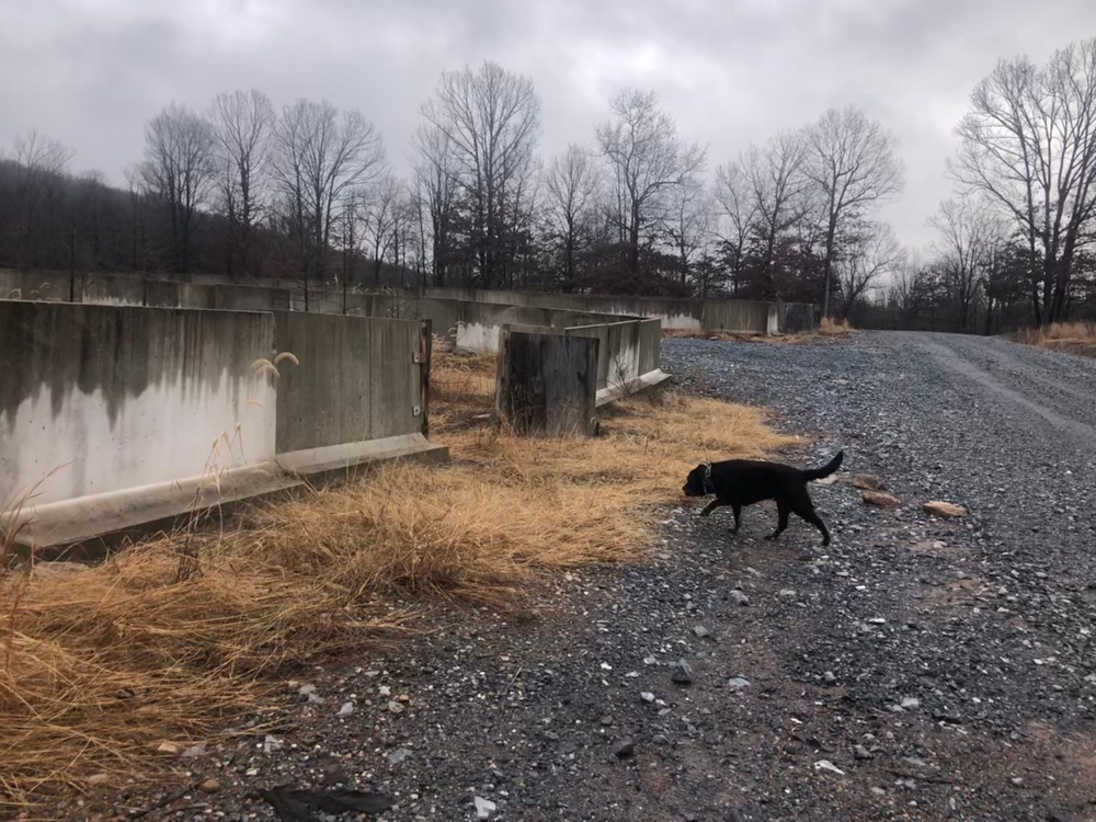 DVIDS Images Pa. Canine Search and Rescue trains at Fort Indiantown Gap [Image 1 of 11]