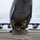 C-17 prepares to close ramp after loading firetruck C-17 prepares to close ramp after loading firetruck