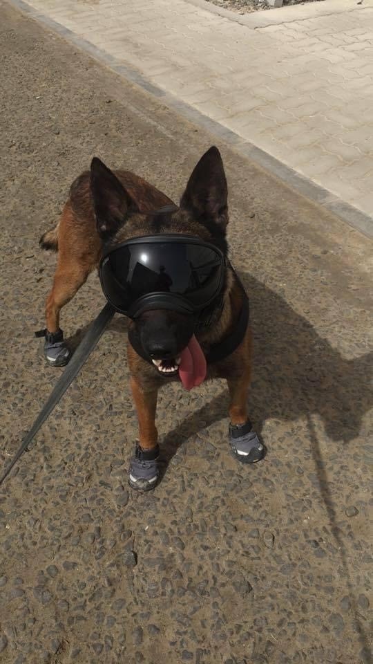Happy trails, happy tails: Robins AFB MWD retires