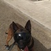 Happy trails, happy tails: Robins AFB MWD retires