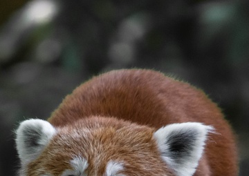 U.S. Army medical team helps Smithsonian National Zoo to protect endangered Red Pandas