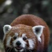 U.S. Army medical team helps Smithsonian National Zoo to protect endangered Red Pandas
