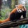 U.S. Army medical team helps Smithsonian National Zoo to protect endangered Red Pandas