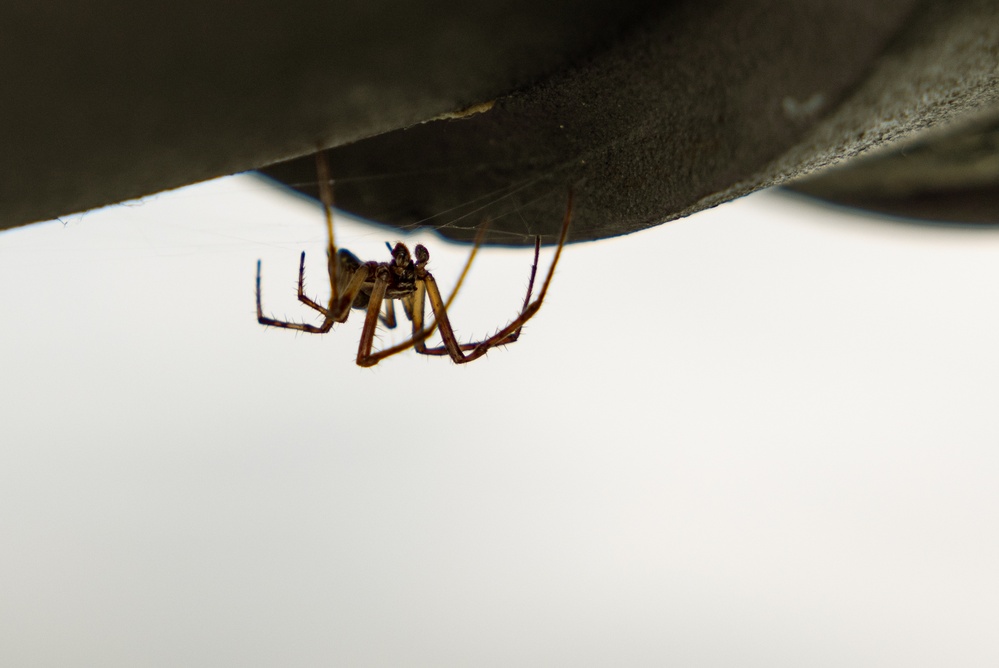 Arachnid Gets Comfortable Aboard a Portland Fire &amp; Rescue Vessel