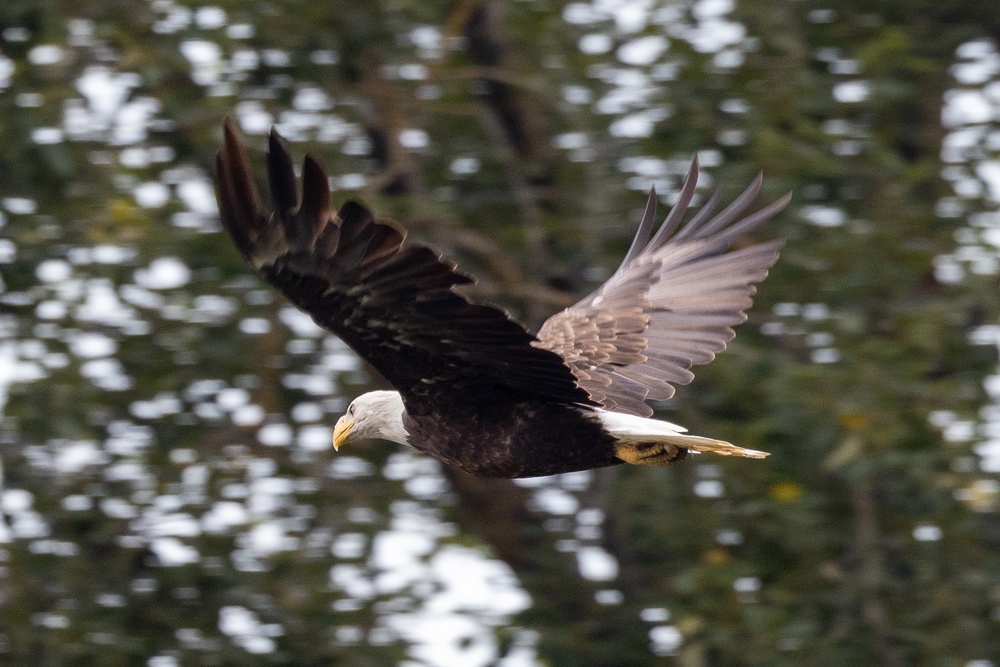 Bald Eagle Flies Low Along the Willamette Rive, Ore.