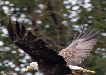 Bald Eagle Flies Low Along the Willamette Rive, Ore.