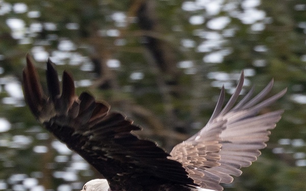 Bald Eagle Flies Low Along the Willamette Rive, Ore.