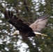 Bald Eagle Flies Low Along the Willamette Rive, Ore.