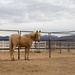 The last standing Mounted Color Guard