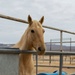 The last standing Mounted Color Guard