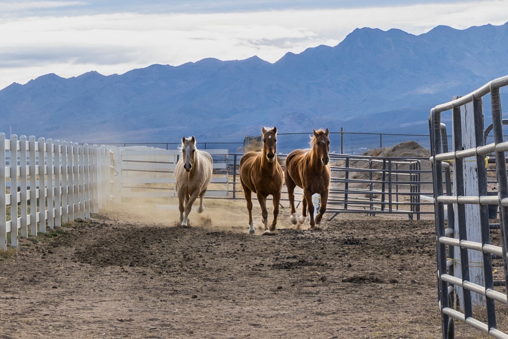 The last standing Mounted Color Guard