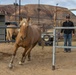 The last standing Mounted Color Guard