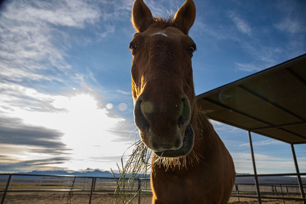 The last standing Mounted Color Guard