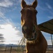 The last standing Mounted Color Guard