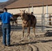 The last standing Mounted Color Guard