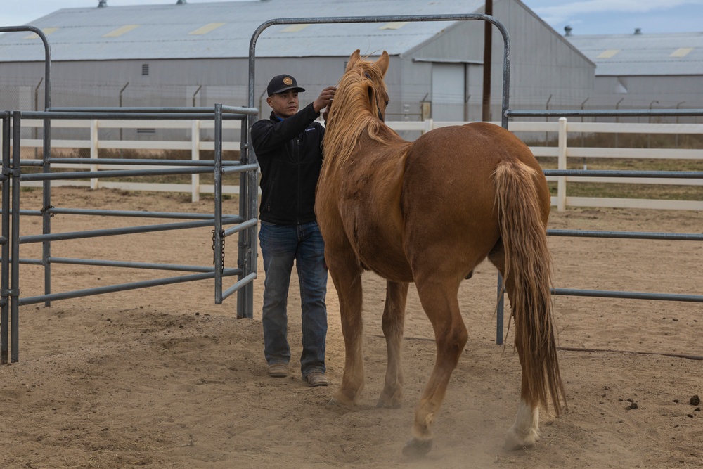 The last standing Mounted Color Guard