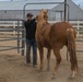 The last standing Mounted Color Guard