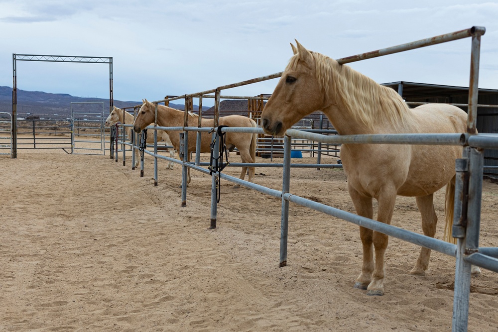 The last standing Mounted Color Guard