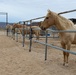 The last standing Mounted Color Guard