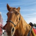 The last standing Mounted Color Guard