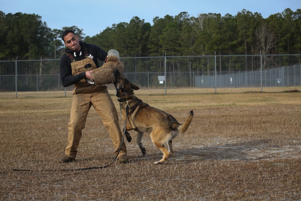 Make Ready: Military Working Dogs and their Handlers