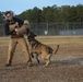 Make Ready: Military Working Dogs and their Handlers