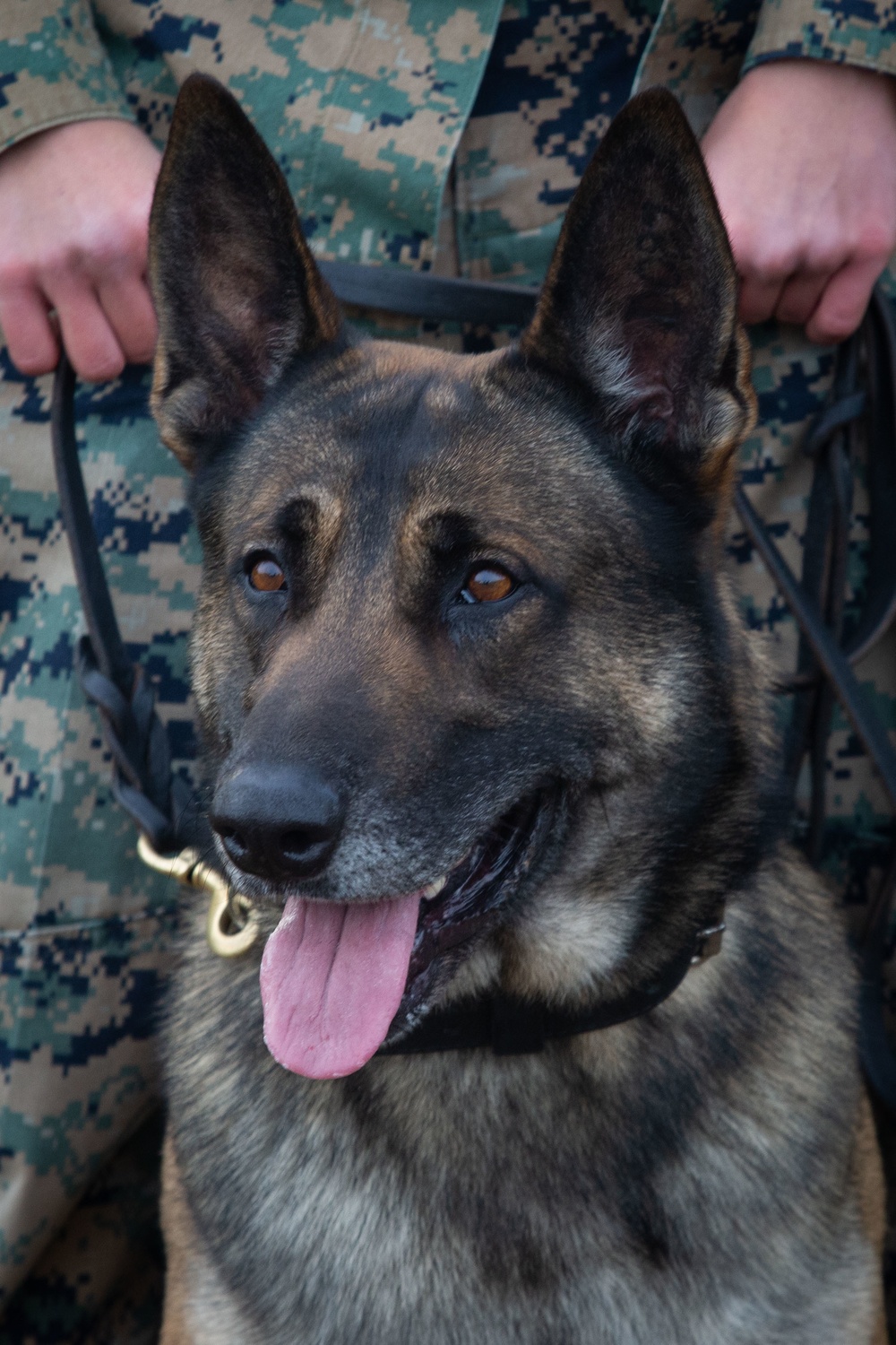 Make Ready: Military Working Dogs and their Handlers